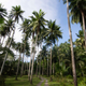 Mature coconut trees at a smallholder plantation in General Nakar, Quezon, Philippines